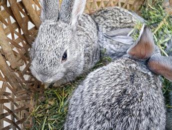 像素风RPG《SOULVARS》Steam体验版上线 主机版开发中